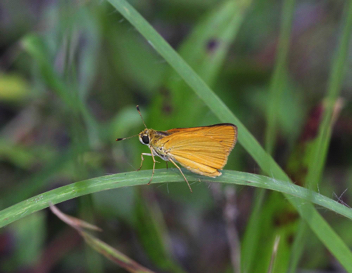 Delaware Skipper